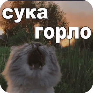 🤒 d011dd95 сука горло chat, russe, texte, animal, mème whatsapp sticker