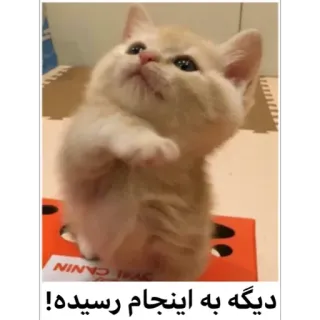 😐 3c90ca6e دیگه به اینجا رسیده! 猫, 可爱, 小猫, 动物 whatsapp sticker