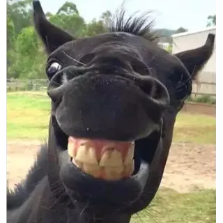 😐 6f27a351 马, 微笑, 牙齿, 动物, 搞笑 whatsapp sticker