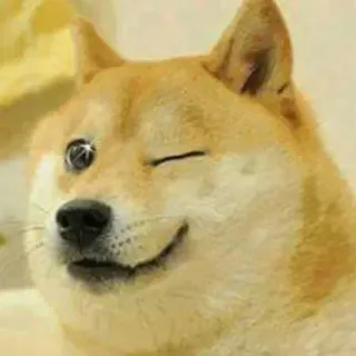 😉 6fbcd5bc Doge 犬, 柴犬, ミーム, ウィンク, かわいい, 動物 telegram sticker