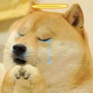 🥺 850e3efe Doge doge, ミーム, 泣く, 悲しい, 天使の輪, 犬, 涙 telegram sticker