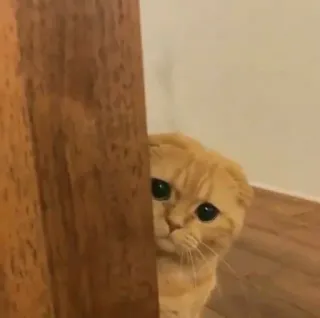 🥲 1a280cce 고양이, 동물, 애완동물, 새끼 고양이, 귀여운, 길들여진, 스코티시 폴드, 빼꼼 telegram sticker