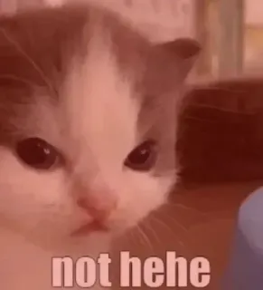 👿 31d3e2be not hehe 고양이, 새끼 고양이, 밈, 웃긴, 귀여운, 화난, 안 웃김 telegram sticker