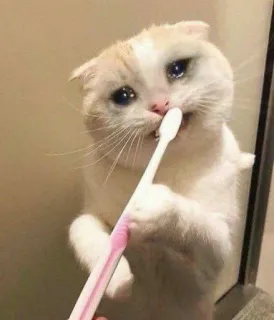 🥲 335c65d0 고양이, 칫솔, 울음, 슬픈, 동물, 애완 동물, 반려동물 telegram sticker