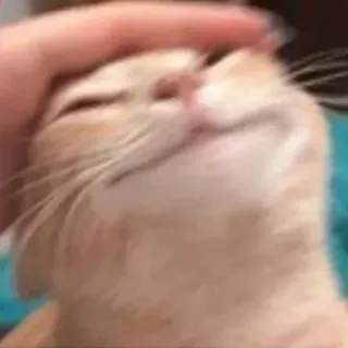 🐾 5c44d06e 고양이, 애완동물, 동물, 귀여운, 가정적인, 고양이과, 빨간머리 telegram sticker