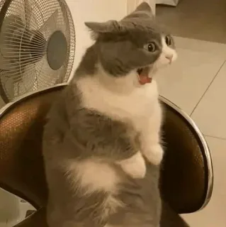 🐈 66b3b17c 고양이, 충격, 놀람, 동물, 밈, 웃긴 telegram sticker