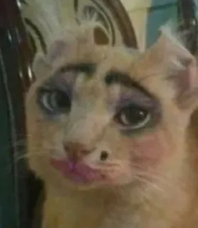 🤡 72ffc52a 고양이, 메이크업, 애완 동물, 동물, 웃긴, 귀여운 telegram sticker