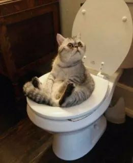 🐱 77342ec5 고양이, 화장실, 동물, 웃긴, 밈, 집고양이, 욕실 telegram sticker