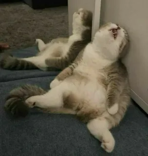 😔 a97fc4bd 고양이, 자는, 동물, 애완동물, 귀여운, 웃긴 telegram sticker