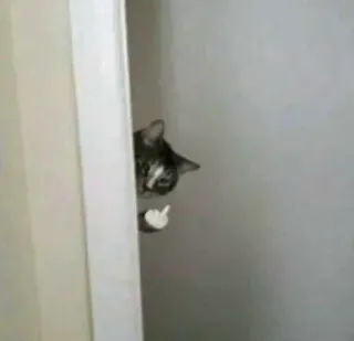 🖕 ae68ce11 고양이, 가운데 손가락, 모욕적인 제스처, 동물, 웃긴, 밈 telegram sticker