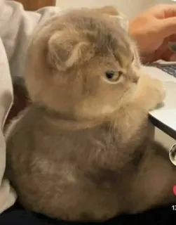 😒 b6349577 고양이, 화난, 웃긴, 밈 telegram sticker