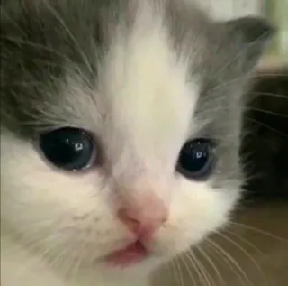 🐱 bade7c4b 새끼 고양이, 고양이, 귀여운, 동물, 애완 동물, 사랑스러운 telegram sticker