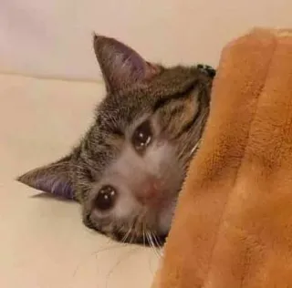 🥲 bb548d50 고양이, 우는, 슬픈, 밈, 동물, 귀여운, 애완동물 telegram sticker