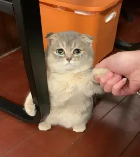 🥲 d5a964c6 고양이, 울음, 슬픈, 새끼 고양이, 스코티시 폴드, 애완 동물 telegram sticker