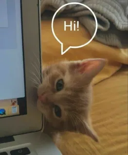 💻 da31e5dc Hi! 고양이, 새끼 고양이, 동물, 애완 동물, 컴퓨터, 안녕하세요, 인사 telegram sticker