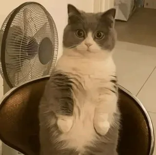 🐈 dc693c1b 고양이, 동물, 애완 동물, 귀여운, 회색 및 흰색, 의자, 선풍기 telegram sticker