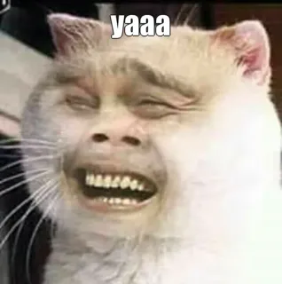 😁 e0321ce5 yaaa 밈, 고양이, 웃긴, 유머, 이상한, 동물 telegram sticker