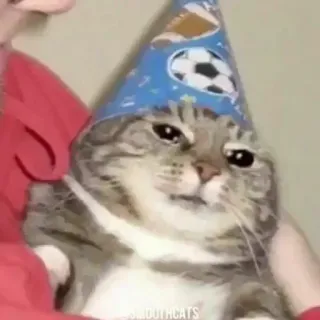 😞 e7bafcdb 고양이, 파티 모자, 동물, 애완 동물, 귀여운, 웃긴 telegram sticker
