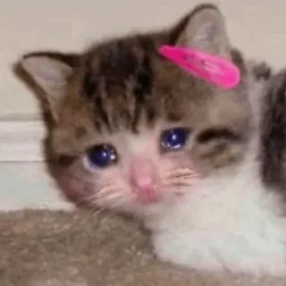 😔 fa2e8d1d 고양이, 새끼 고양이, 울음, 슬픈, 눈물, 클립 telegram sticker