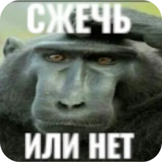 🖼 d9cc8fc9 СЖЕЧЬ
ИЛИ НЕТ mono, simio, quemar, gracioso, meme, ruso telegram sticker