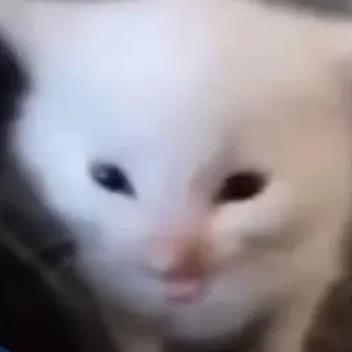 😬 22bf2bab gatto, gattino, gatto bianco, carino, animale, animale domestico, mammifero telegram sticker