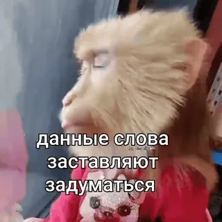 🧠 383f99c6 данные слова заставляют задуматься scimmia, pensieroso, testo russo, riflessivo, introspezione telegram sticker