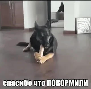 🍬 51c40676 спасибо что покормили cane, grazie, nutrito, animale, animale domestico, pastore tedesco telegram sticker