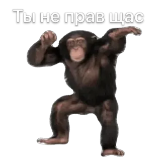 🫥 ff8723e8 Ты не прав щас scimmia, russo, testo, meme telegram sticker