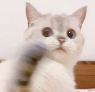🧸 08617098 kot, zwierzę domowe, zwierzę, słodki, udomowiony telegram sticker