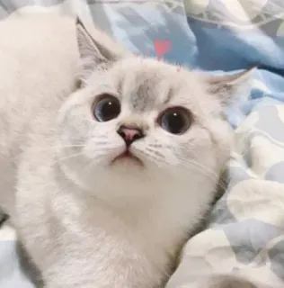 🧸 151786c9 kot, słodki, zwierzę domowe, zwierzę, kociak, niebieskie oczy, biały kot telegram sticker
