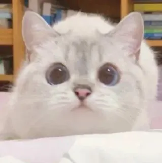 🧸 2599ee3a kot, kociak, zwierzę, słodki, zwierzę domowe, ssak, biały kot telegram sticker