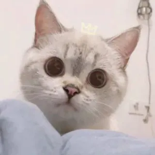 🧸 29c40f76 kot, kociak, słodki, zwierzę domowe, zwierzę, kot domowy, kotowaty, wąsy telegram sticker