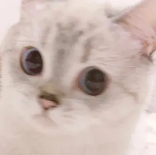 🧸 2bf2d5af kot, kociak, zwierzę domowe, zwierzę, słodki, niebieskie oczy, kot domowy telegram sticker