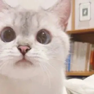 🧸 53212ba2 kot, zwierzę, zwierzak, słodki, ssak, kot domowy, kociak telegram sticker