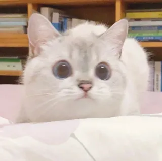 🧸 61fc5ff7 kot, słodki, kociak, biały kot, niebieskie oczy, zwierzę, zwierzak telegram sticker