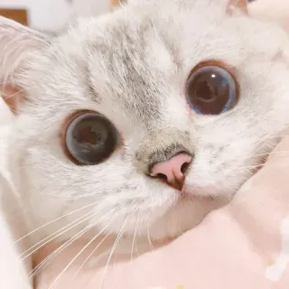 🧸 6743939c kot, zwierzę, słodki, zwierzę domowe, kociak, kotowaty telegram sticker