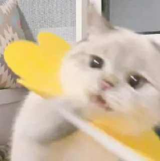 🧸 7b2db026 kot, kociak, zwierzę, zwierzę domowe, słodki, żółty telegram sticker