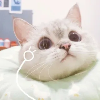 🧸 7bff9694 kot, zwierzę domowe, zwierzę, słodki, kociak, kot domowy telegram sticker