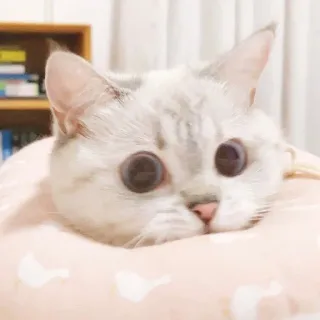 🧸 7dd82e09 kot, słodki, zwierzę, zwierzę domowe, domowy, koci telegram sticker