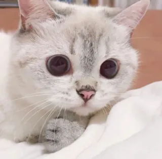 🐱 7e3798be kot, kociak, słodki, zwierzę, zwierzę domowe, biały kot telegram sticker