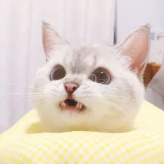 🧸 831a39d0 kot, zszokowany, słodki, zwierzę, zwierzę domowe, śmieszny telegram sticker