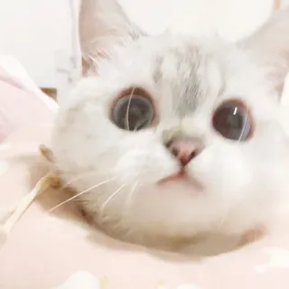 🧸 9b05da1b kot, zwierzę, zwierzak, słodki, koci, biały kot, kociak telegram sticker