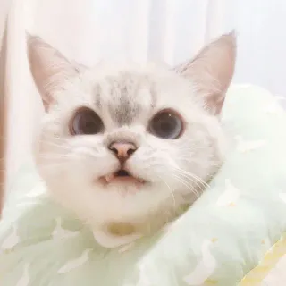 🧸 a62db1b7 kot, zwierzę, słodki, zwierzę domowe, kot domowy, koci, ssak, twarz telegram sticker