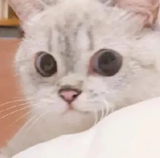 😟 a6645344 kot, słodki, zwierzę, kotek, zwierzak, śmieszne telegram sticker