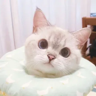 🧸 a96dec7f kot, zwierzę, słodki, zwierzak, zwierzę domowe, ssak telegram sticker