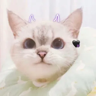 🧸 b452c0e1 kot, kociak, słodki, zwierzę, zwierzak, rogi diabła, serce telegram sticker