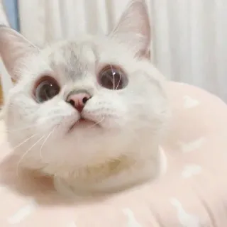 🧸 c1c62d8f kot, zwierzę domowe, zwierzę, słodki, kociak, kot domowy telegram sticker