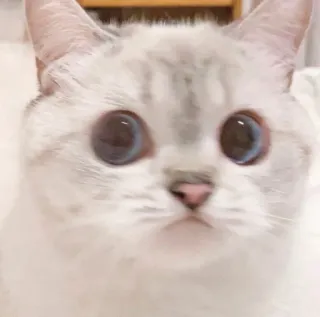 🧸 c7f7b7e7 kot, zwierzę, zwierzak, słodki, koci, kociak, zwierzę domowe telegram sticker