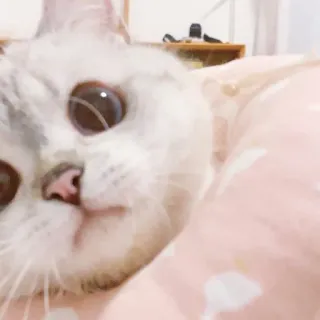 🧸 cb2d8603 kot, zwierzę, zwierzę domowe, słodki, biały kot telegram sticker