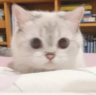 🧸 d0da3358 kot, słodki, zwierzę, kociak, zwierzak, kot domowy telegram sticker